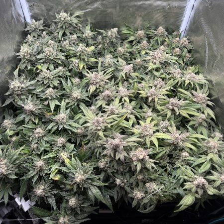 Bennis Zelt in der Blüte