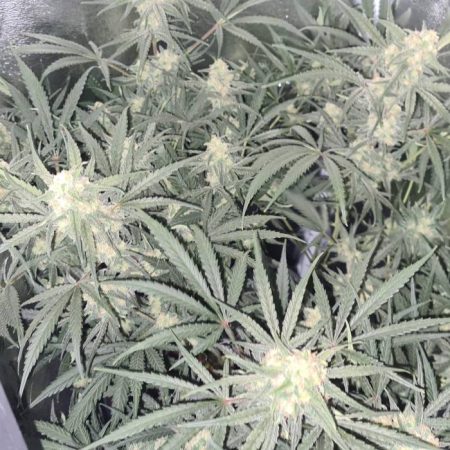 Justus Zelt in der Blüte